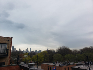 Oz Park Wellness