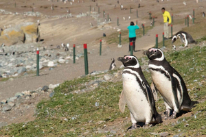 Cruise Passenger: Magdalena Island (Penguins) January, February & March
