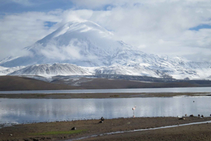 From Putre: Lauca National Park Guided Tour with Lunch