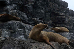La Serena: Isla Damas, pingüinos y fauna marina