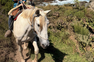 Papudo: Horseback Riding, Penguin Watching, and Sailing