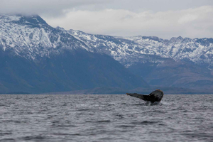 Patagonia Adventure: Whales & Glaciers from Punta Arenas