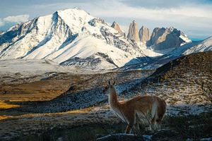 Puerto Natales: Natales: Kokopäiväretki Torres del Paine