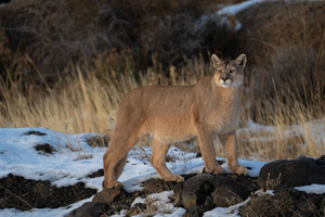 Puma Safari - Torres del Paine