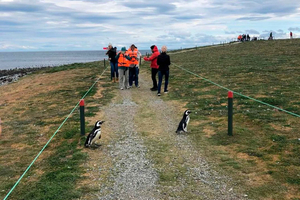 Punta Arenas: Purjehdus Magdalena-saarelle ja kävely pingviinien kanssa
