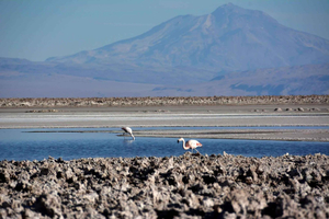 Salar de Atacama, Altiplanic Lagoons, and Toconao Day Tour