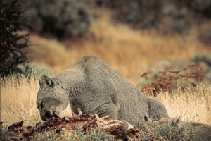 Torres del Paine National Park Full Day Photo Safari Tour