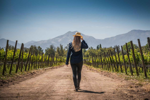 Wine Tour Maipo Valley and Andes Mountain