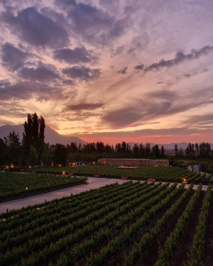 Alyan Winery