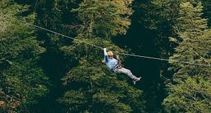 Canopy