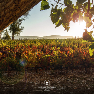 Miguel Torres Winery