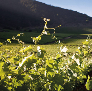 Tarapaca Winery