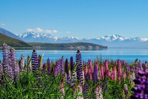 Christchurch: to Mount Cook via Lake Tekapo 1-Way Tour