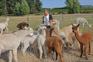 From Christchurch - Alpaca Farm Tour with Feeding and Guide