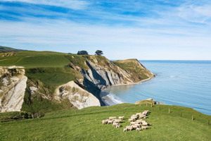 From Christchurch: Sheep Farm Experience with Lunch & Winery