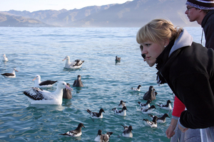 Albatross Encounters Kaikoura