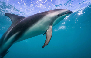 Spotkania z delfinami Kaikoura