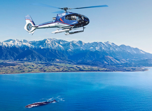 Kaikoura Whales Heli-Tour