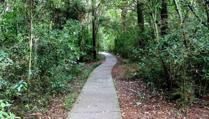 Riccarton Bush