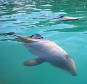 Sea Kayaking Safari