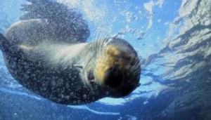 Seal Swim Kaikoura