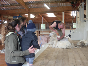 O Point Sheep Shearing em Kaikoura