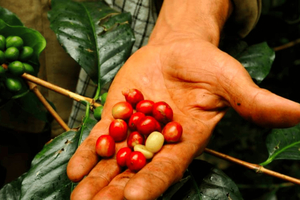 Bogotá: Colombiaanse koffietour met boerderij en dagelijkse vertrek