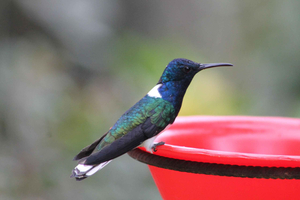 Cali: Obserwacja kolibrów i wycieczka fotograficzna