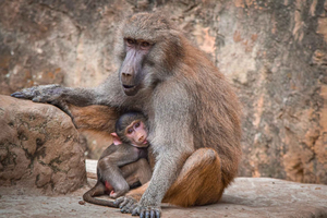 Cali Zoo Admission Ticket