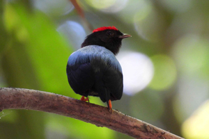 Cartagena: Private Bird-Watching Tour with Breakfast