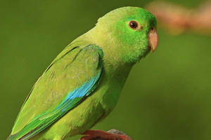 Cartagena: Tropical Dry Forest Private Birdwatching Tour