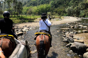 Vallée de Cocora : Salento & visite privée à cheval
