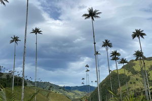 Cocora Valley: Secret View Trek