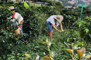 Coffee sightseeing tour in Medellín. Lunch included.