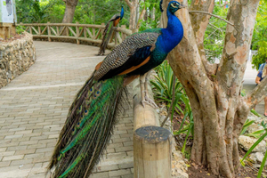 Discover the Fascinating National Aviary located in Baru Island, Cartagena.