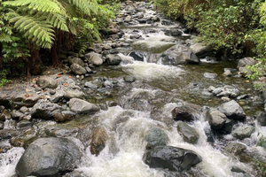 Farallones de Cali: Half a day Pance Hike and River