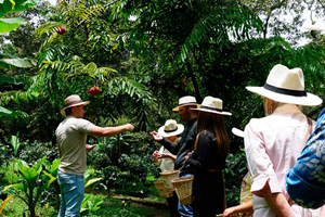 From Bogotá: Coffee Farm and Tequendama Falls Tour