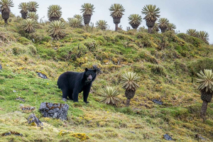 From Bogotá: Siecha Lagoons & Andean Bear Nature Experience