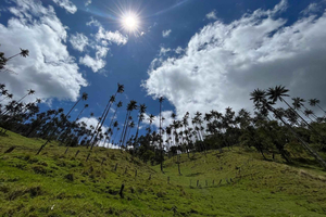 From Salento: La Carbonera, the largest wax palm forest