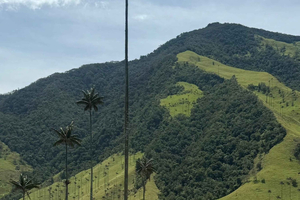 Hiking through the Cocora Valley and a tour of Salento