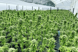 Medellín: En naturrejse ind i medicinsk cannabis