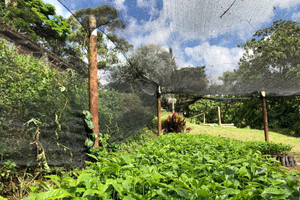 Medellín: tour della piantagione di caffè Santa Bárbara, Antioquia (condiviso)