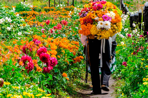 Medellín: Flower Farm & Silletero History Tour