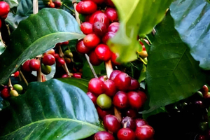 Minca Eco-Hike: Waterfall, Coffee Farm & Chocolate Workshop