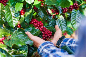 Meest complete KOFFIE TOUR bij lokale familieboerderij