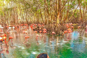 Aviario Nacional de Colombia + Playa Blanca Barú: Natur und Meer