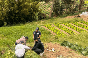 Pasto: da chagra à panela, vivencie o sabor do campo