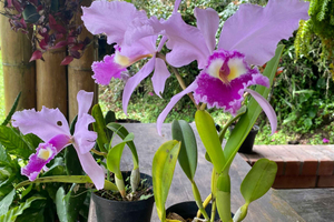 PEREIRA: BUTTERFLY FARM + ECOLOGICAL HIKE + TRADITIONAL BIOFLORA ESTATE