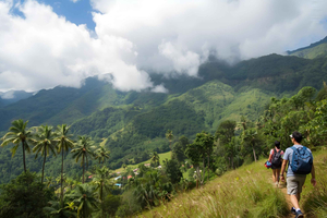 Salento: Cocora Valley and Coffee Farm Tour with Lunch