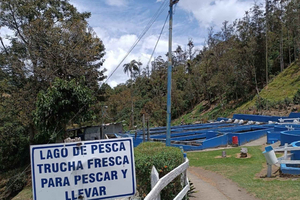 Salento: Valle del Cocora, pesca de truchas para comer y juego de tejo